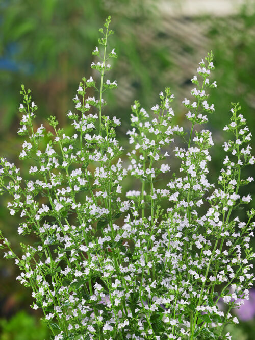Calamintha nepeta subsp. nepeta - Obrázek 1
