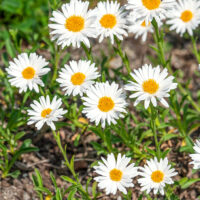 Aster alpinus 'White'