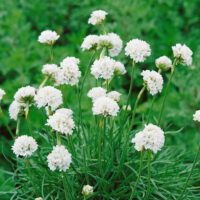 Armeria maritima 'Alba'