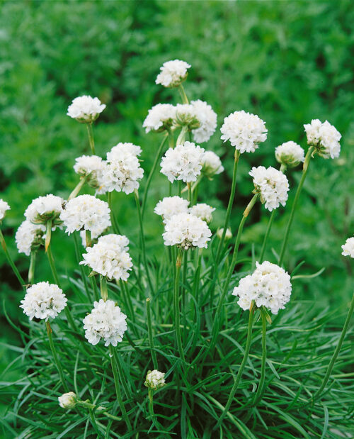 Armeria maritima 'Alba' - Obrázek 1
