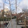 Amelanchier 'Ballerina' - C35L, OK 8-10CM , v. 300-350 CM