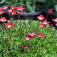 Saxifraga arendsii Touran® 'Scarlet'