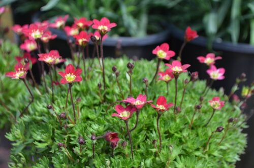 Saxifraga arendsii Touran® 'Scarlet' - Image 1