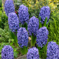 Hyacinthus orientalis 'Blue Trophy'