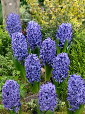 Hyacinthus orientalis 'Blue Trophy'