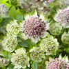 Astrantia major - C2L