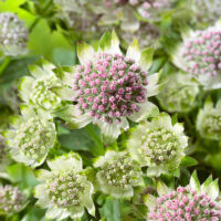 Astrantia major