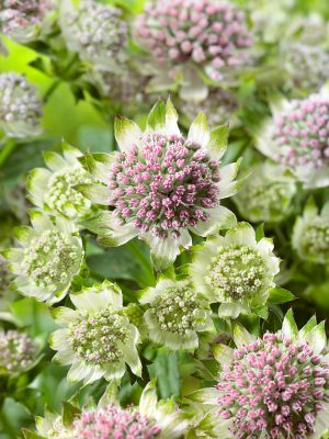 Astrantia major