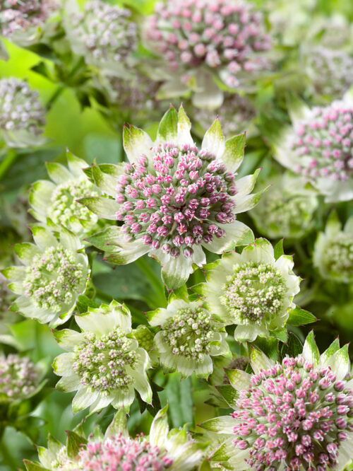 Astrantia major - Obrázek 1