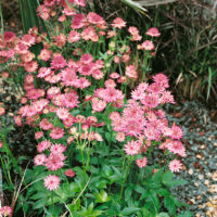 Astrantia major 'Roma'