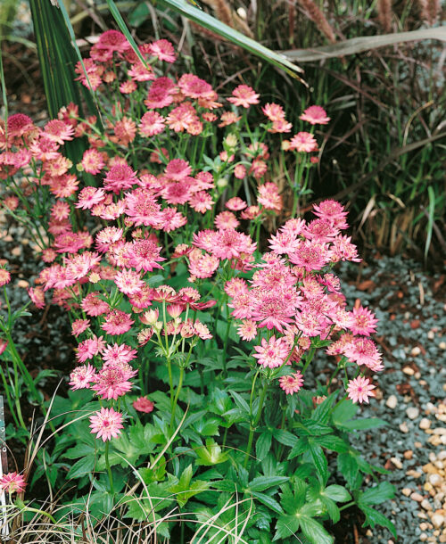 Astrantia major 'Roma' - Image 1