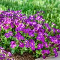 Aubrieta deltoides 'Kitty'