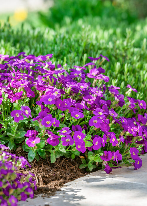 Aubrieta deltoides 'Kitty' - Obrázek 1