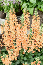 Digitalis purpurea 'Dalmatian Peach'