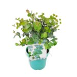 Eucalyptus pulverulenta 'Baby Blue'® - Obrázek 2