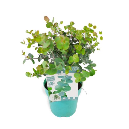 Eucalyptus pulverulenta 'Baby Blue'® - Obrázek 2