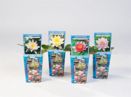 Nymphaea (Leknín) P11