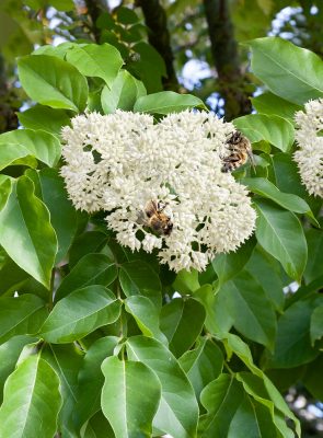 Tetradium daniuellii hupehensis