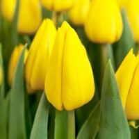 Tulipán 'Yellow Flair'