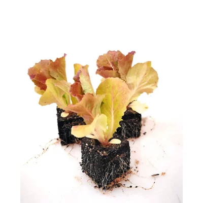 Salát ledový červený, resistentní - cena za ks