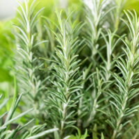 Rosmarinus officinalis