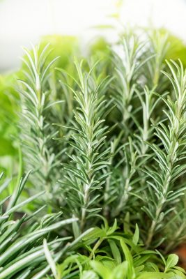 Rosmarinus officinalis