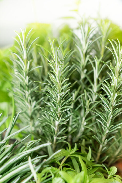 Rosmarinus officinalis - Obrázek 1
