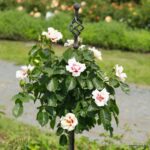 ROSA KORDES 'SEE YOU'® in red-stromková - Obrázek 2