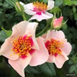 ROSA KORDES 'SEE YOU'® in red-stromková - Obrázek 8