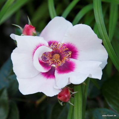 ROSA KORDES 'SEE YOU'® in red-stromková