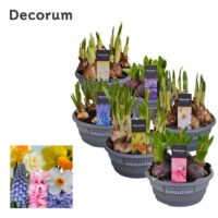 Cibuloviny MIX, P 16 - Decorum