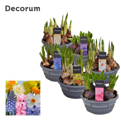 Cibuloviny MIX, P 16 - Decorum - Obrázek 1