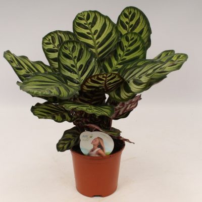 CALATHEA 'Makoyana'