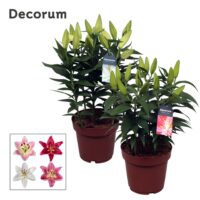 Lilium oriental