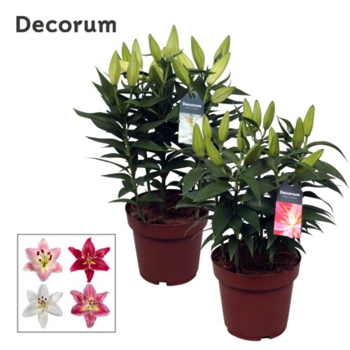 Lilium oriental - Obrázek 1