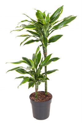 Dracaena 'Gold Coast'