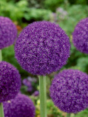 Allium 'Ambassador'