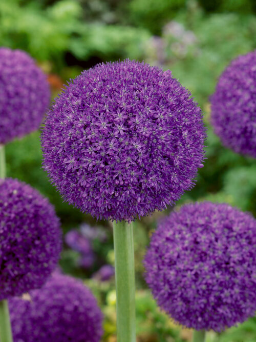 Allium 'Ambassador' - Obrázek 1