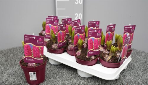 HYACINTHUS orientalis - Obrázek 1