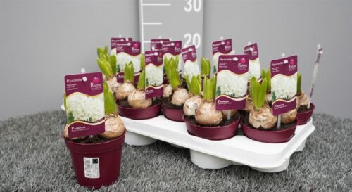 HYACINTHUS orientalis - Obrázek 2