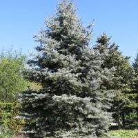 Picea pungens 'Edith'