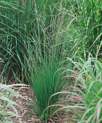 Molinia caerulea 'Heidebraut'