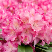 Rhododendron 'P.J.M EliteStar'