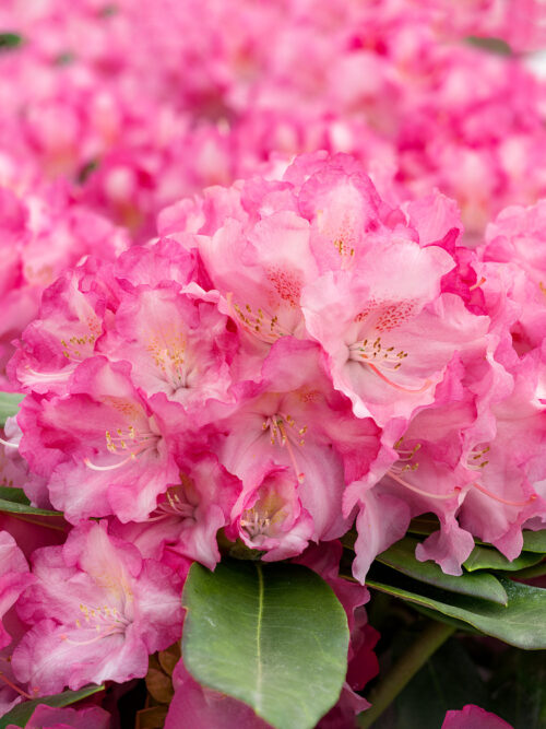Rhododendron 'P.J.M EliteStar' - Obrázek 1