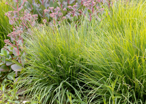Molinia caerulea 'Edith Dudszus' - Obrázek 1