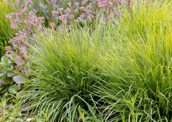 Molinia caerulea 'Edith Dudszus'