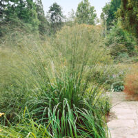 Molinia arundinacea 'Karl Foerster'