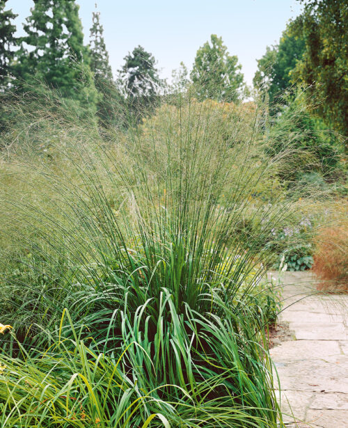 Molinia arundinacea 'Karl Foerster' - Obrázek 1