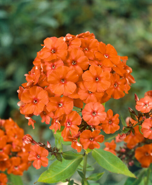 Phlox paniculata 'Orange Perfection' - Obrázek 1