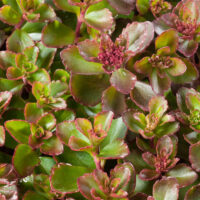 Sedum spurium 'Purpurteppich'